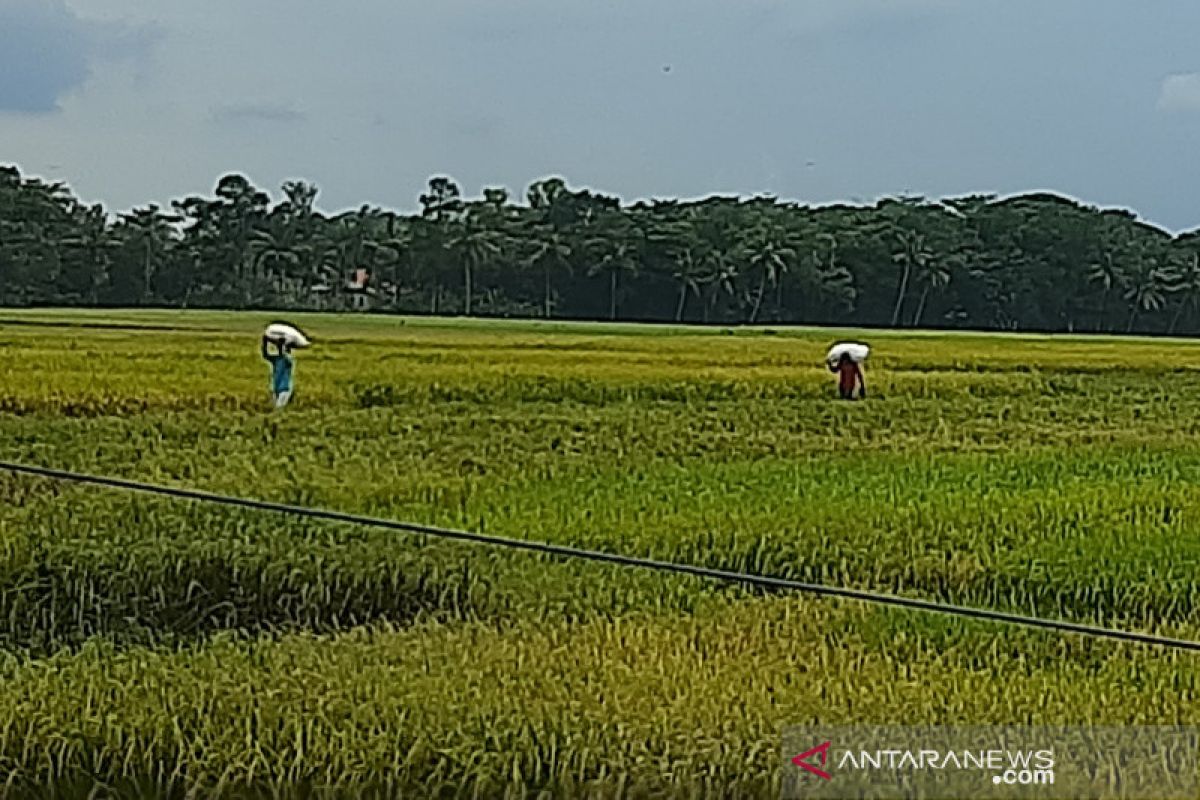 Luas Panen Padi di Cilacap Capai Ribuan Hektare, Apa Rahasianya?