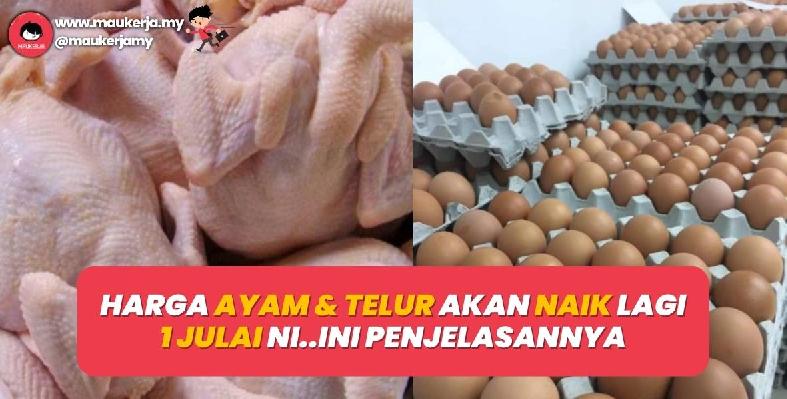 Harga Telur Ayam Naik Lagi, Kantong Ibu Rumah Tangga Tertekan?