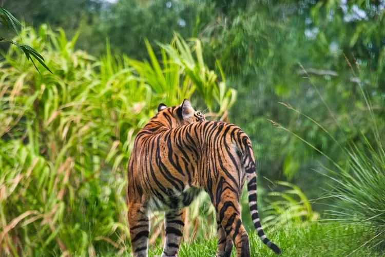 Harimau Serang Warga di Siak, BKSDA Pasang Kamera Jebak!