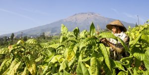 Petani Tembakau Temanggung Menjerit, Harga Tak Kunjung Jelas!