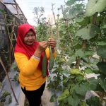 Lahan Tak Produktif Berubah Jadi Lumbung Padi!