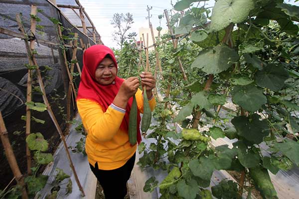 Lahan Tak Produktif Berubah Jadi Lumbung Padi!