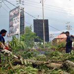 Puncak Hijau Lagi? 50.000 Pohon Ditanam!