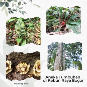 Sholat Id di Kebun Raya Bogor:  Ribuan Jemaah Diperkirakan Hadir!