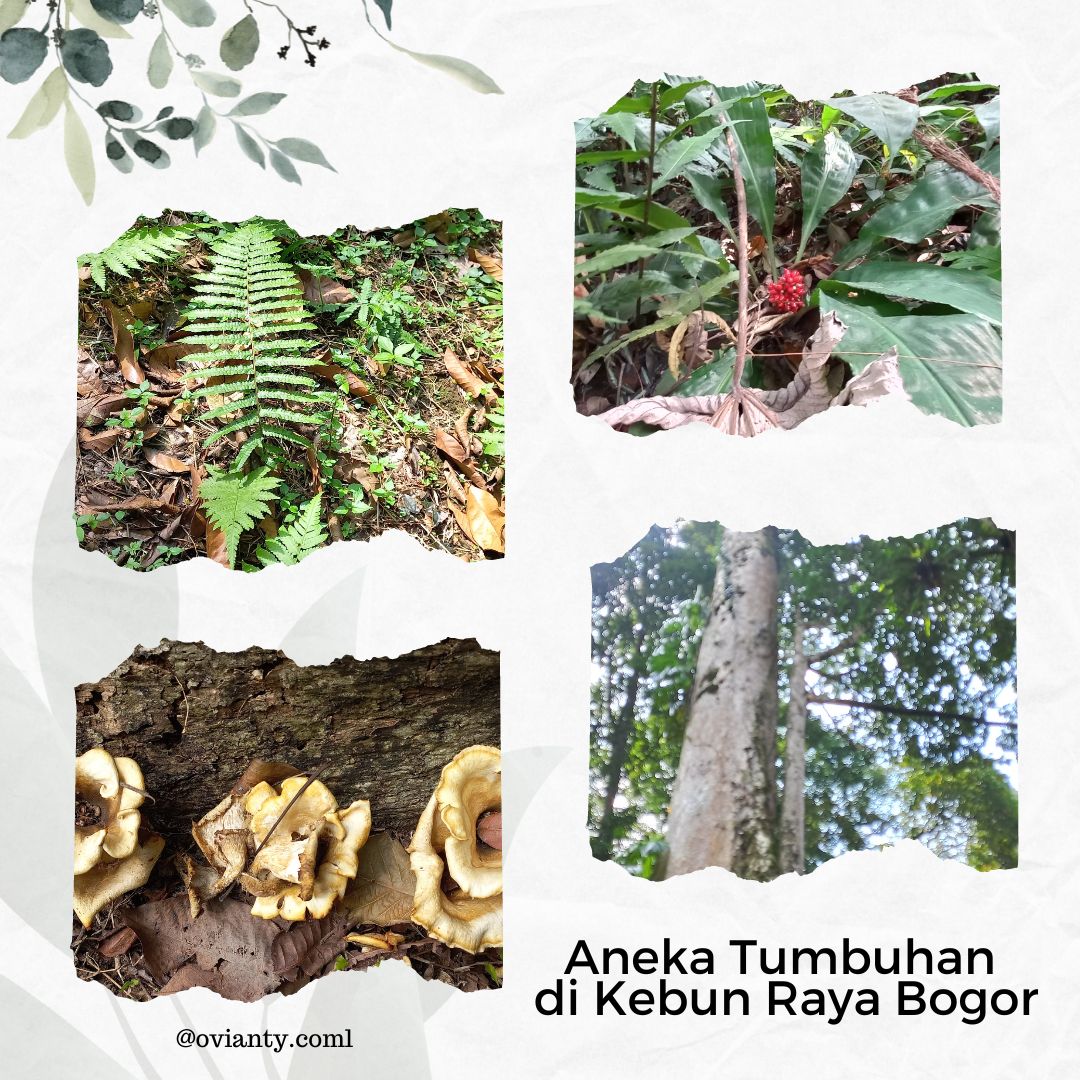 Sholat Id di Kebun Raya Bogor:  Ribuan Jemaah Diperkirakan Hadir!