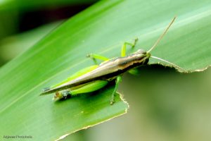 Puncak Hijau Lagi? Investor Tenang!