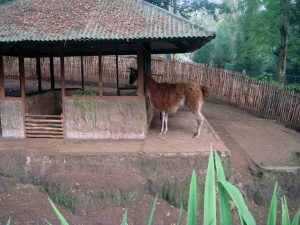 Liburan Lebaran Berubah Sengsara? Pungli di Bonbin Bandung Bikin Geram!