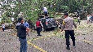Lembang Macet Total! Pohon Bambu Raksasa Tumbang!