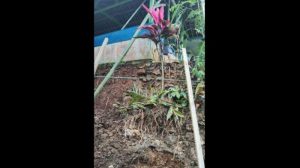 Rumah Ambruk di Bandung! Satu Keluarga Terpaksa Mengungsi